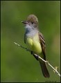 _1SB0408 great-crested flycatcher